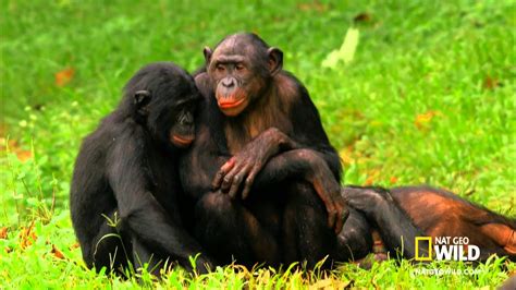 zoo sexy|Bonobo Love 